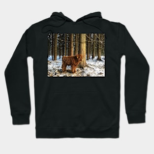 Scottish Highland Cattle Calf 1641 Hoodie